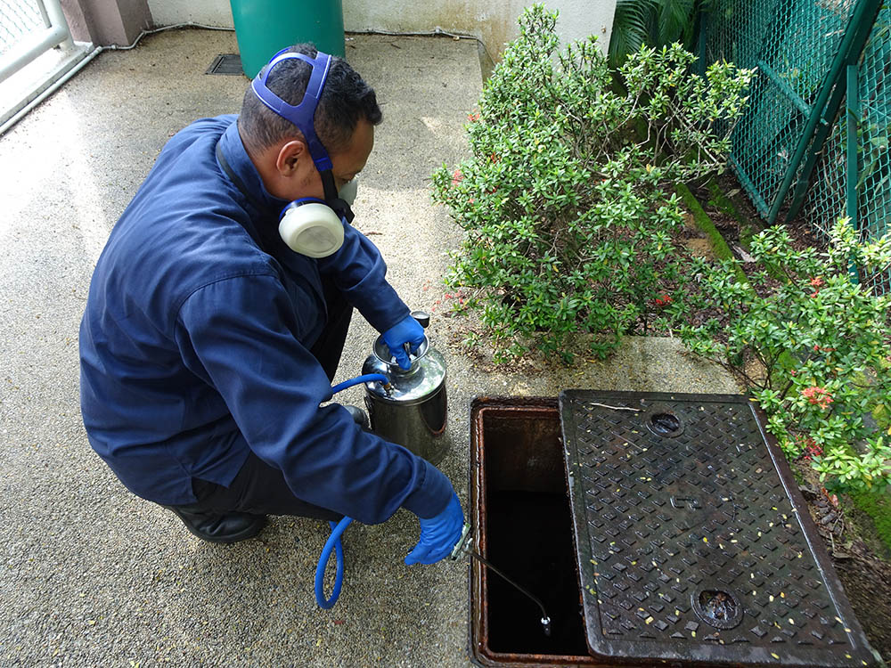 Cockroach drain treatment pest control exterminator Singapore