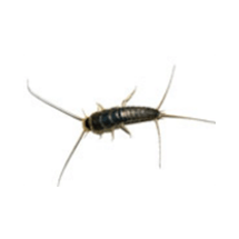 sliver fish sliver fish