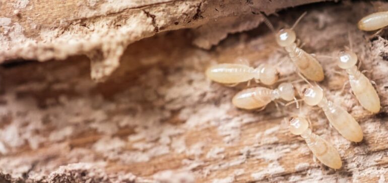 What To Do if You Discover White Ants in Your Home
