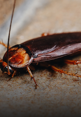 Cockroach home pest control treatment Singapore