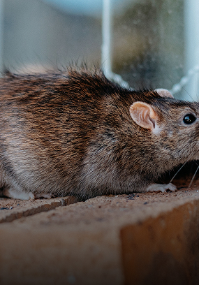 Rodent control home pest removal Singapore