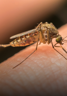 Mosquito commercial pest control treatment Singapore
