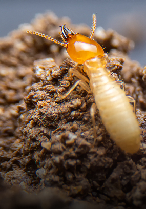 Subterranean termite treatment residential Singapore