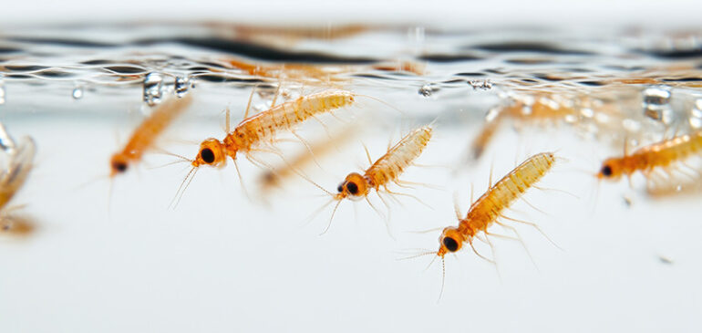 Buzz Off! Smart Mosquito Prevention Tips for Singapore’s Humid Homes