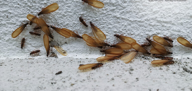 Early Warning Signs of Termite Activity in Singaporean Homes