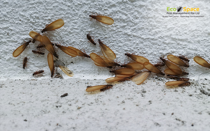 Swarmers and discarded wings indicating termite activity.