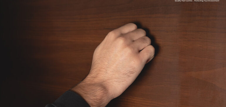 What Does Termite Damage Look Like?