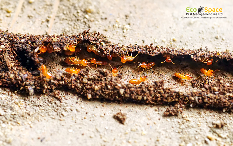 Termites visible within a mud tube in a home.