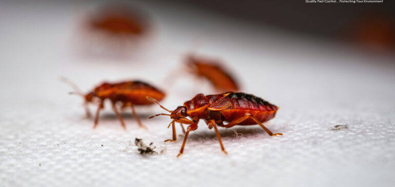 Advanced Methods to Eliminate Bed Bugs in HDB Flats