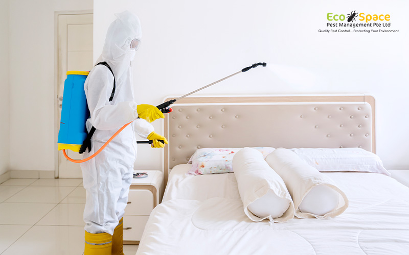 EcoSpace Pest Management technician eliminating bed bugs in HDB flat
