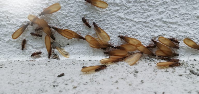 Early Warning Signs of Termite Activity in Singaporean Homes