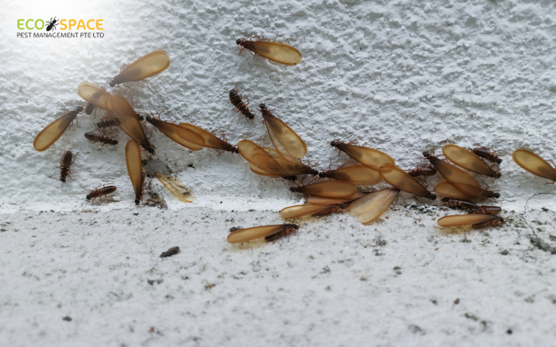 Swarmers and discarded wings indicating termite activity