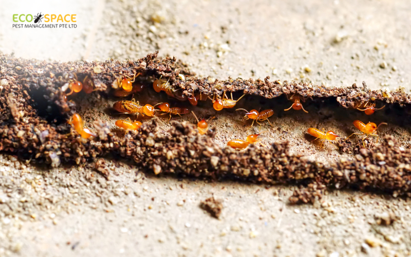 Termites visible within a mud tube in a home