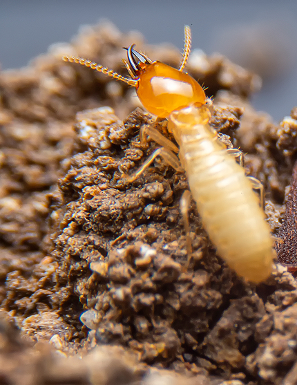 termite