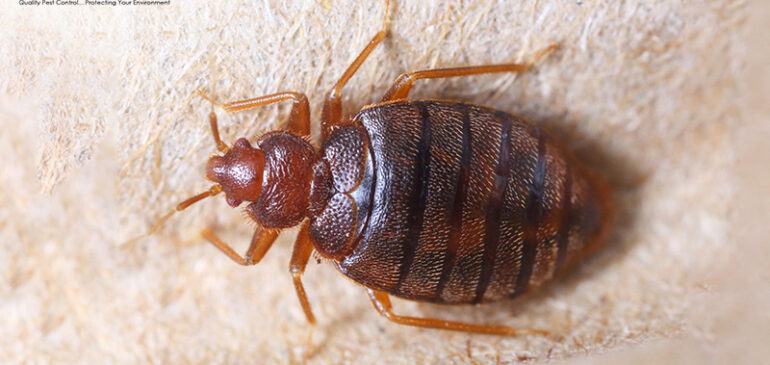 Still Scratching? Here’s How to Remove Bed Bugs the Right Way