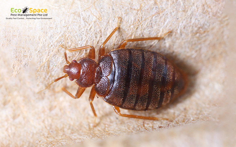 Close-up of a bed bug on a mattress.