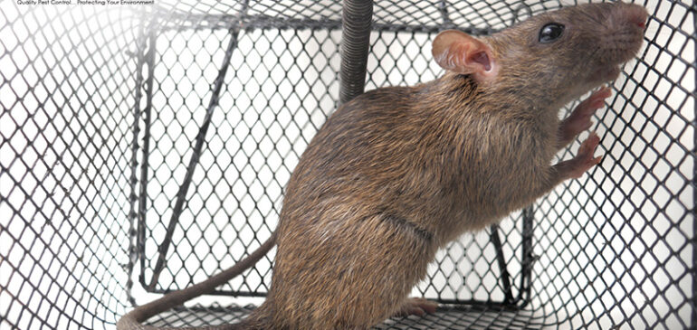 How to Get Rid of Rats Without Poison: 5 Safe and Eco-Friendly Methods