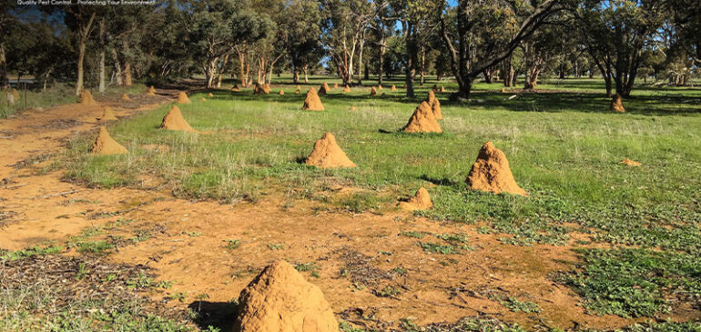 Signs, Solutions, and Long-Term Prevention of Termite Infestation in Singapore