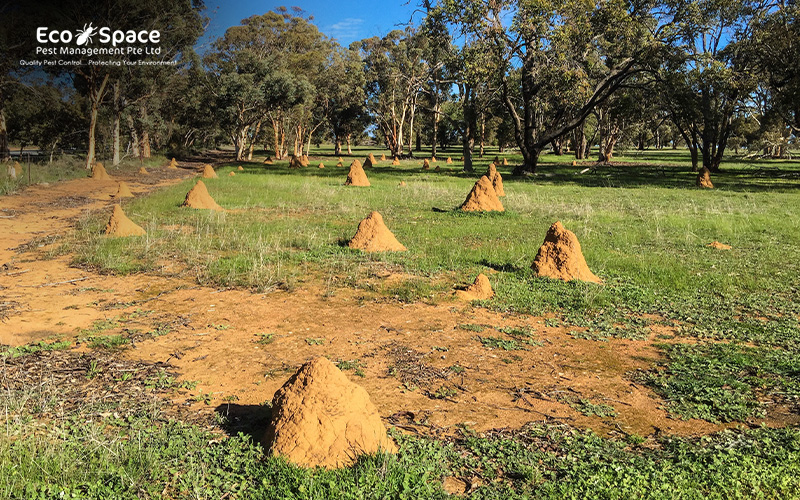 Termite mounds, indicating active infestation in Singapore.