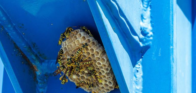Safe Removal Procedures for Bee and Wasp Nests
