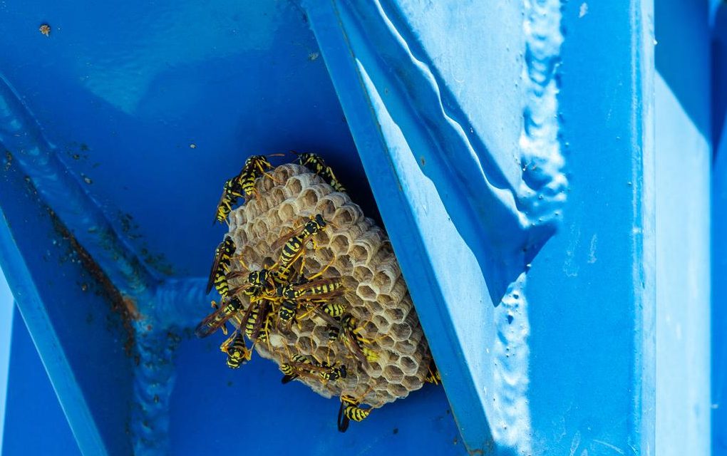 Bee nest attached on blue outdoor ceiling