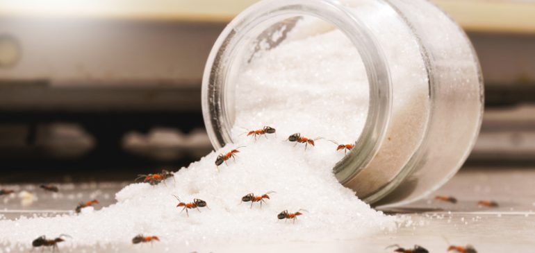 How to Get Rid of Ants: Natural and Effective Solutions for Homes
