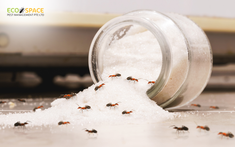 Ants swarming a pile of spilled sugar from a jar