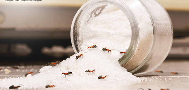 10 Sustainable Ways to Get Rid of Ants in Your Singapore Home