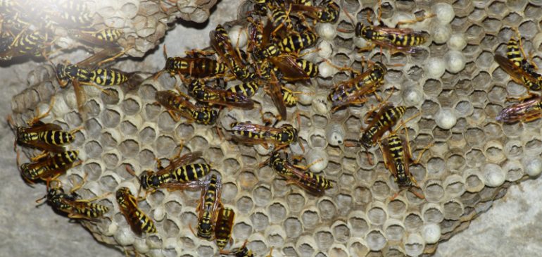 Safe Removal Procedures for Bee and Wasp Nests