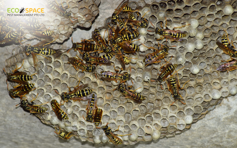 Bee nest attached on blue outdoor ceiling