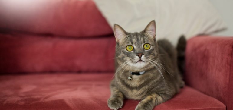 Natural Pest Control: Pets and Predators That Help Keep Pests Away in Singapore