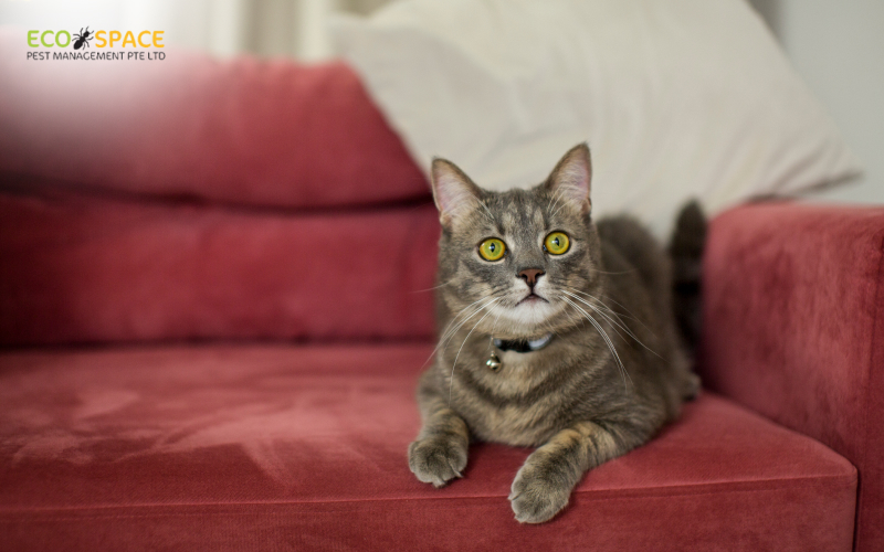 Cat on sofa a natural pest control for homes