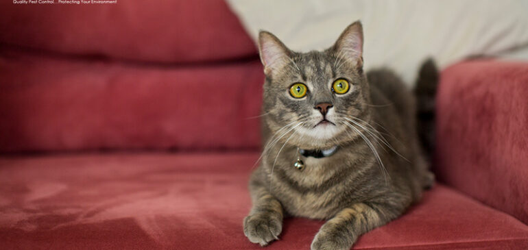 Natural Pest Control: Pets and Predators That Help Keep Pests Away in Singapore