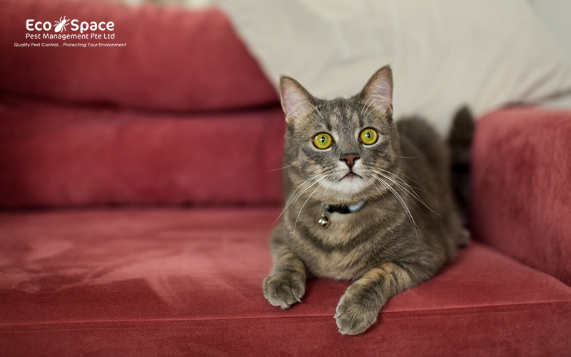 Cat on sofa a natural pest control for homes