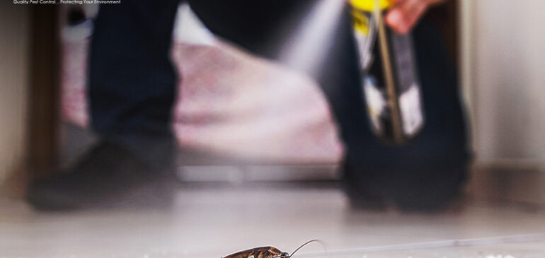 Heat Treatment vs Chemical Treatment: Which Pest Solution Suits You?