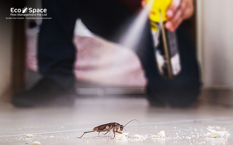 Chemical spray being used on a cockroach