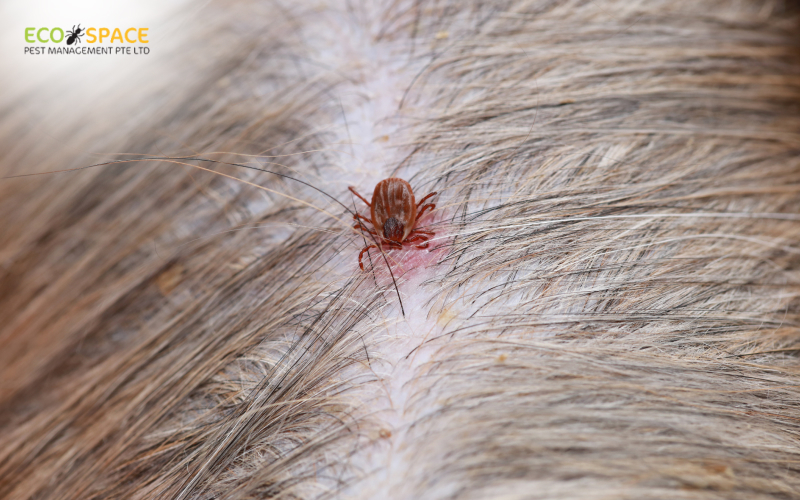 Close up of a tick attached to a pet's skin amidst fur causing a red bite mark Close up of a tick attached to a pet's skin amidst fur causing a red bite mark