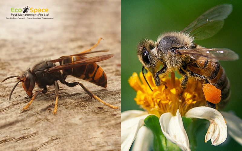 Close up of a wasp and a honey bee Close up of a wasp and a honey bee