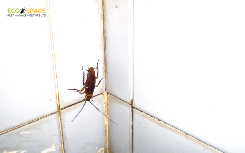 Cockroach crawling on a dirty wall