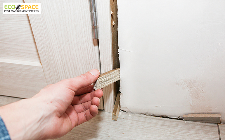 Damaged skirting board a potential rat entry point