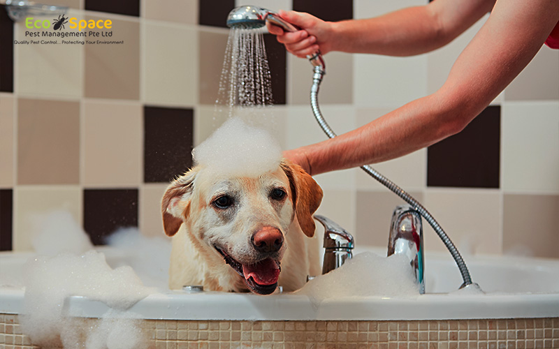 Dog being bathed to treat fleas