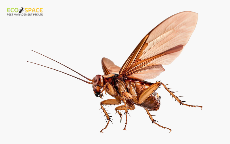 Flying cockroach against a white background