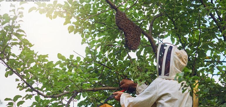 Safe Removal Procedures for Bee and Wasp Nests
