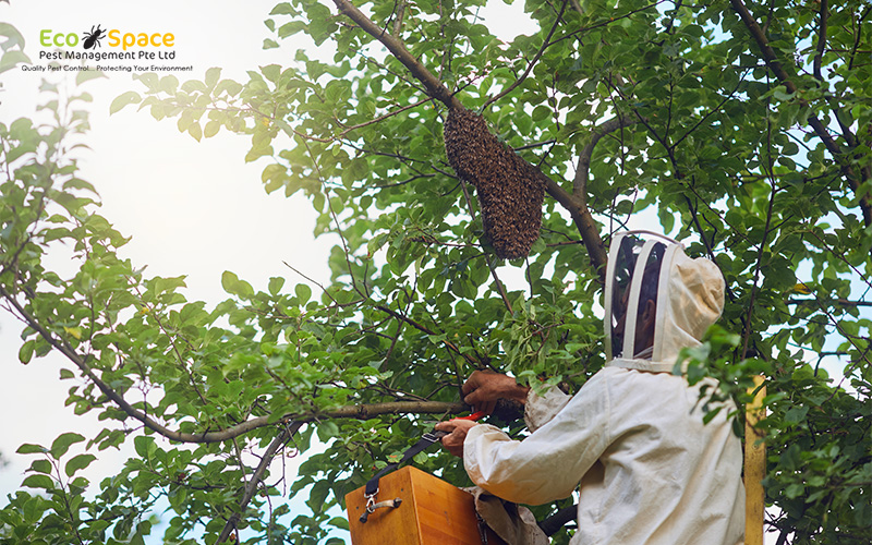 Pest control worker removing a beehive from tree