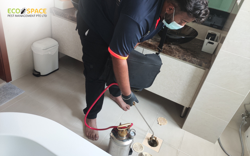 Professional pest control technician performing targeted eco friendly ant treatment in a Singapore home