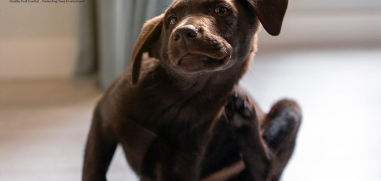Managing Flea Infestations in Furry Pets