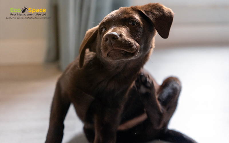 Puppy scratching due to flea infestation