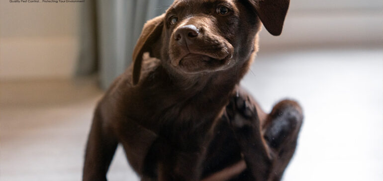 Managing Flea Infestations in Furry Pets