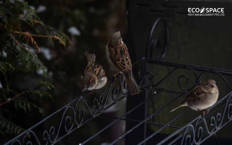 Sparrows on railing helping with pest control Sparrows on railing helping with pest control