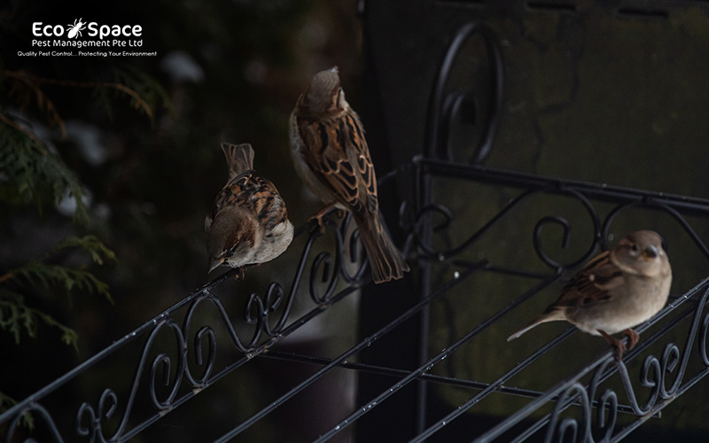 Sparrows on railing helping with pest control
